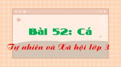 Tự nhiên và Xã hội 3 Bài 52: Cá