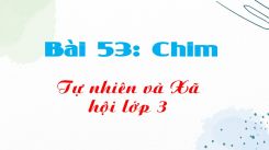 Tự nhiên và Xã hội 3 Bài 53: Chim
