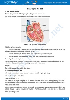 Lý thuyết ôn tập Hoạt động của tim Sinh học 11
