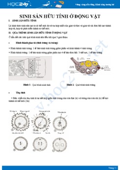 Kiến thức trọng tâm Quá trình sinh sản hữu tính ở động vật Sinh học 11