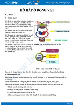 Tổng ôn Quá trình hô hấp ở động vật Sinh học 11