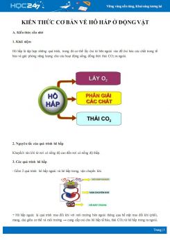 Tổng ôn Kiến thức cơ bản về hô hấp ở động vật Sinh học 11