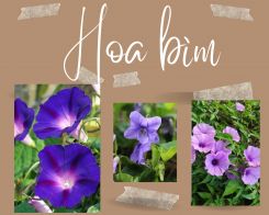 Văn mẫu về Hoa bìm