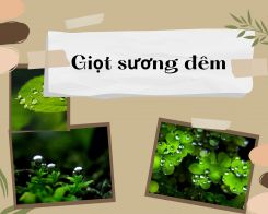 Văn mẫu về Giọt sương đêm